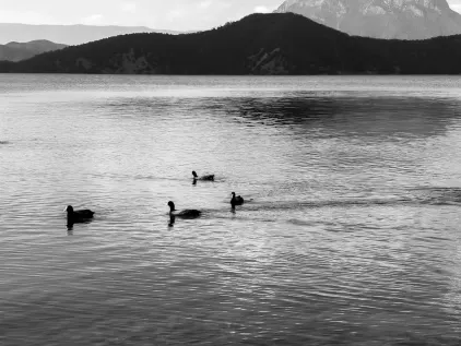 كازينو ميداس تطبيق الهاتف المحمول